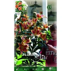 BULBI AUTUNNALI LILIUM GIGANTE MONTEGO BAY CONFEZIONE 2 BULBI BULBS BULBES