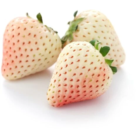 Semi Di Fragola Bianca Pineberry Piante Per Orto E Giardino Coltivazione Domestica E Professionale 2 Semi Di Fragola Bianca Pineberry Piante Per Orto E Giardino Coltivazione Domestica E Professionale - immagine 2